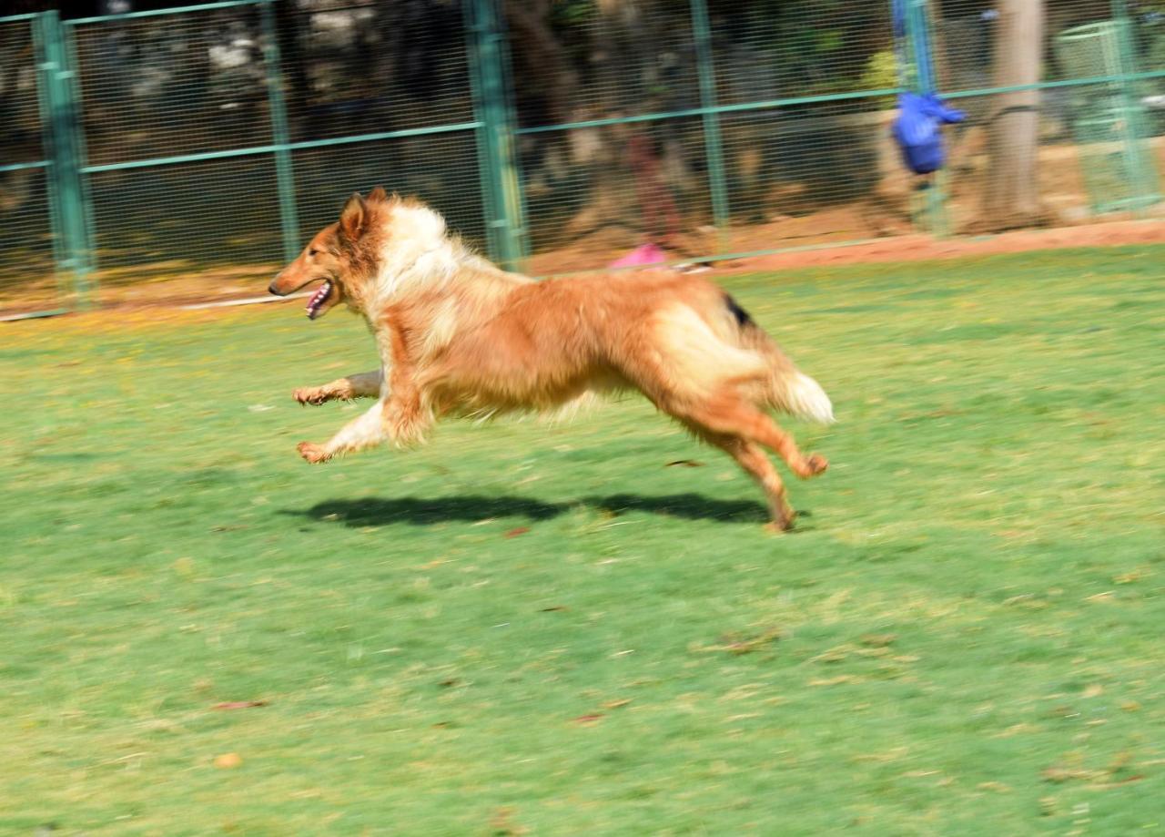 Manas Resort With Petting Zoo, Igatpuri Eksteriør billede